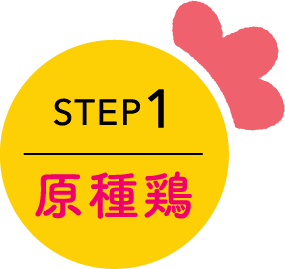 STEP1 原種鶏